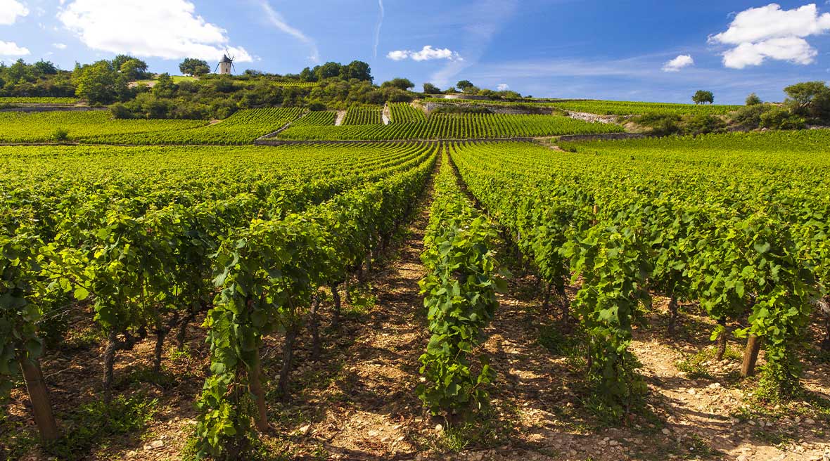 Rows of green plants in a vineyard beneath a blue sky